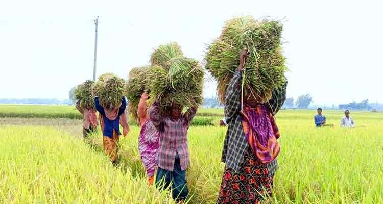 বোরোর বাম্পার ফলন, দামে খুশি কৃষকরা