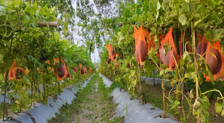 কুড়িগ্রামে গ্রীষ্মকালীন বেবী তরমুজের বাম্পার ফলন 