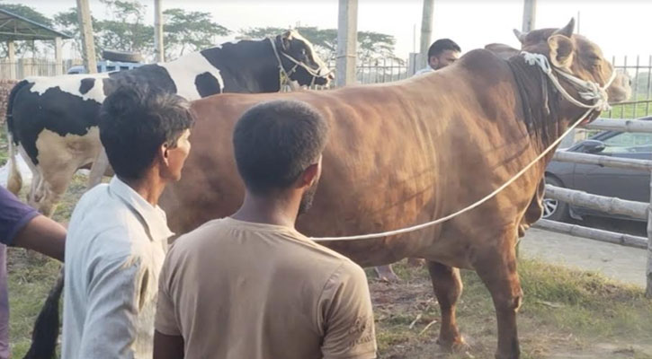 সোনারগাঁওয়ে কোরবানির হাট মাতাবে সিনবাদ ও আলাল 