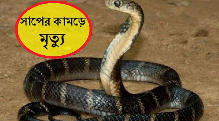 চুয়াডাঙ্গায় সাপের কামড়ে নিহত ২, আহত ২